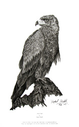 Tawny Eagle Fine Art Print
